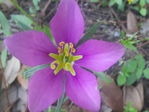 Burr, Ne 23 Ambrose Park